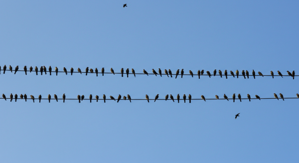 View of lots of birds on a cable