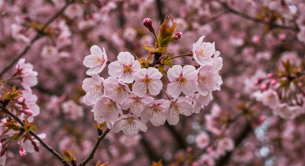 Cherry blossoms in full bloom during spring #2