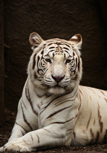 A majestic white tiger #2