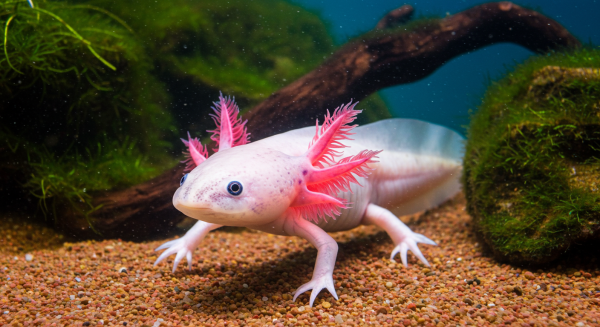 An Axolotl