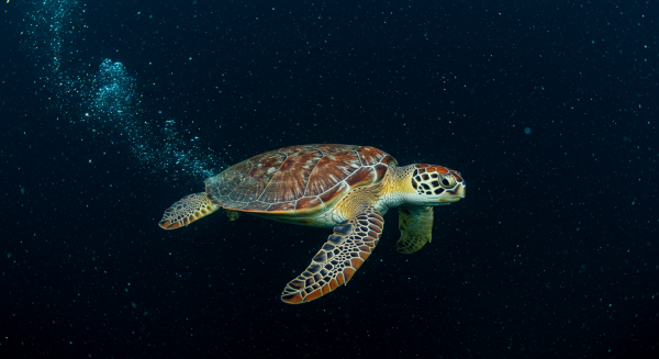 Sea turtle surrounded by glowing plankton at night