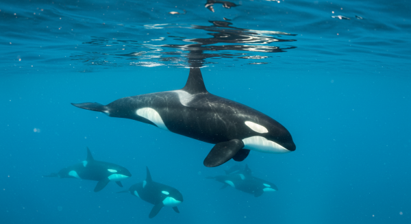 A beautiful Orca #3