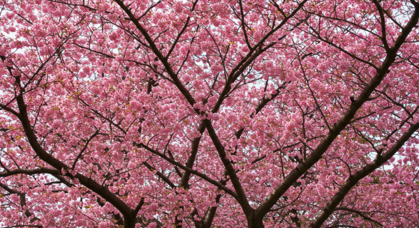 Cherry blossoms in full bloom during spring #4