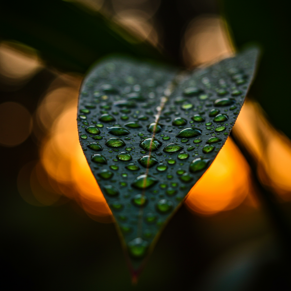 Raindrops on a leaf at sunset #1