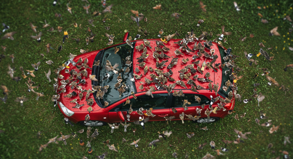 Top-down view of lots of birds on a red car