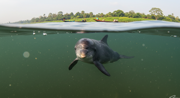 An Irrawaddy Dolphin #3