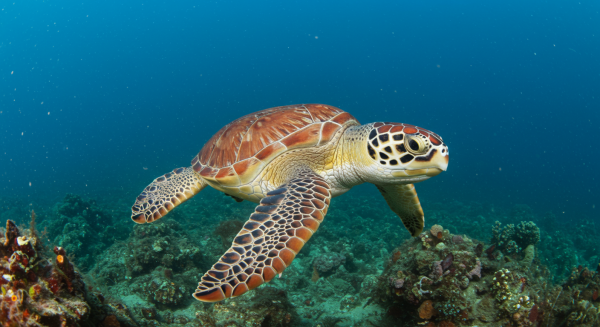 A deep sea turtle #3