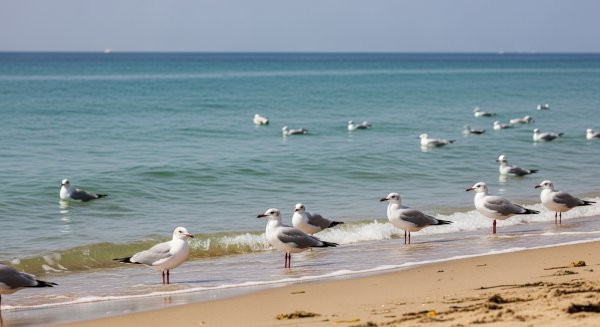 Seagulls at the beach #1